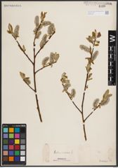 Foto von Salix caprea L.